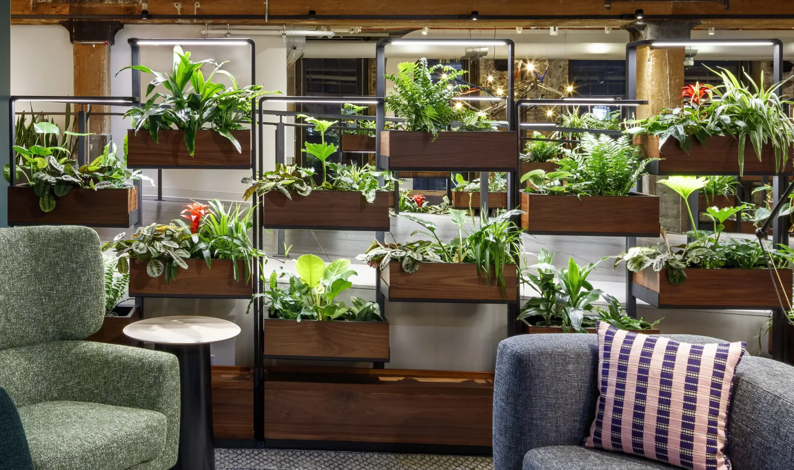 Month 1 plant growth in Green Divider at Chelsea Market
