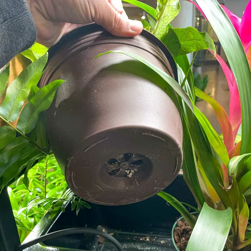 Using Nursery Pots - Biotic Instruments